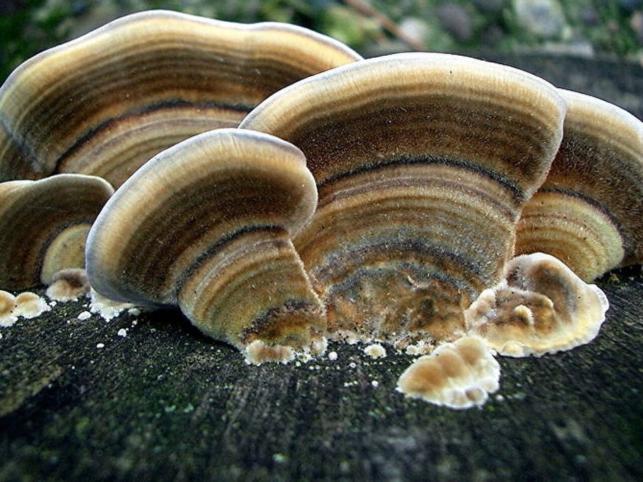 Phellinus igniarius