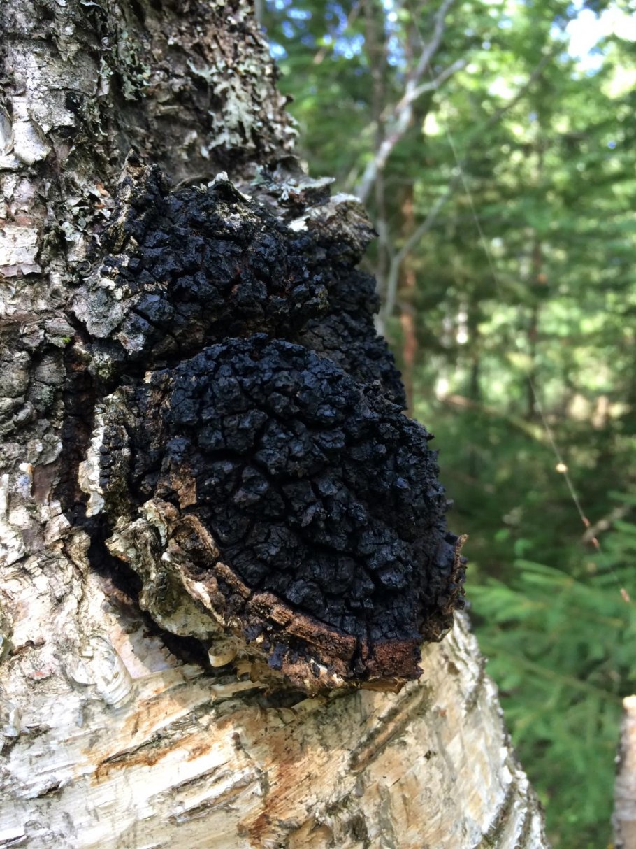 Трутовик настоящий fomes fomentarius