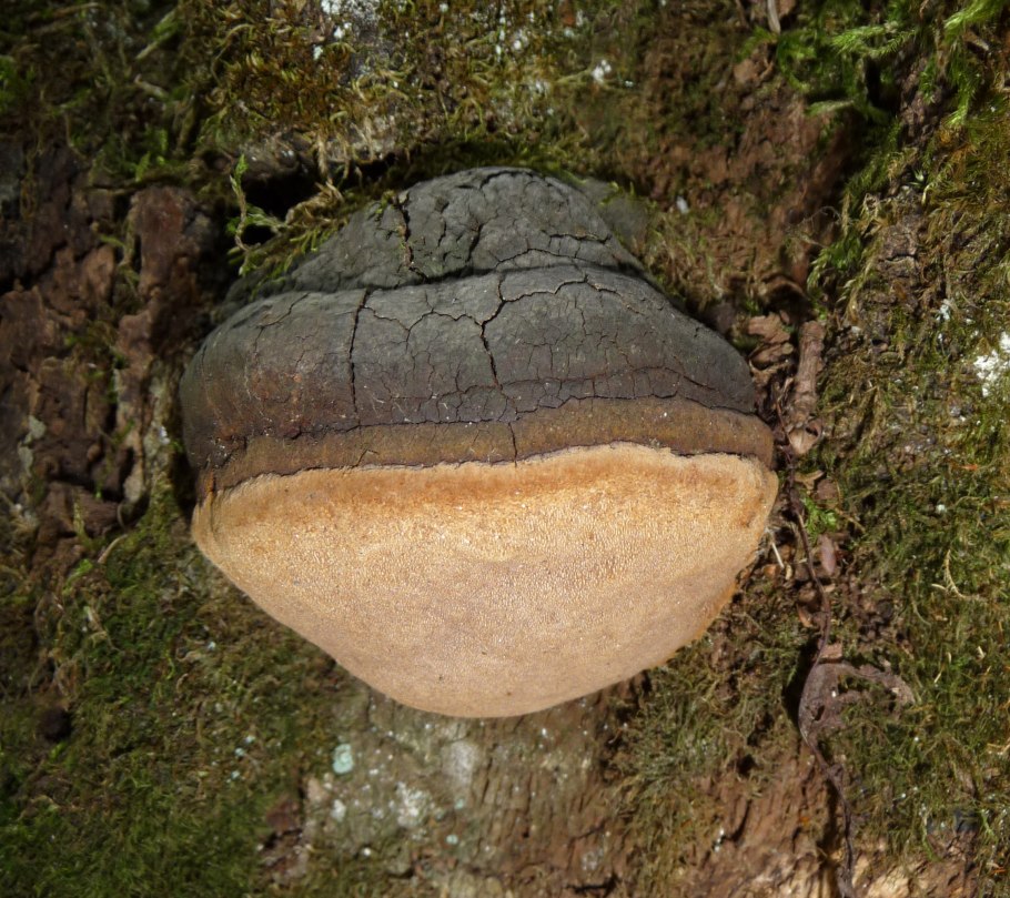Трутовик настоящий fomes fomentarius