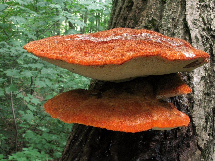 Трутовик уховидный