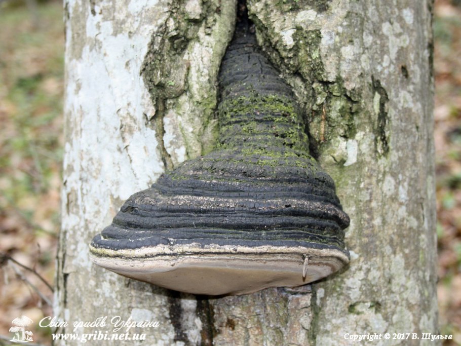 Трутовик Литшауэра