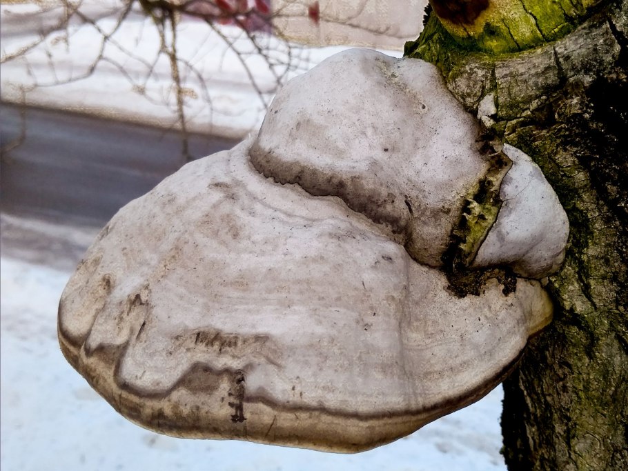 Ganoderma resinaceum - Ганодерма смолистая