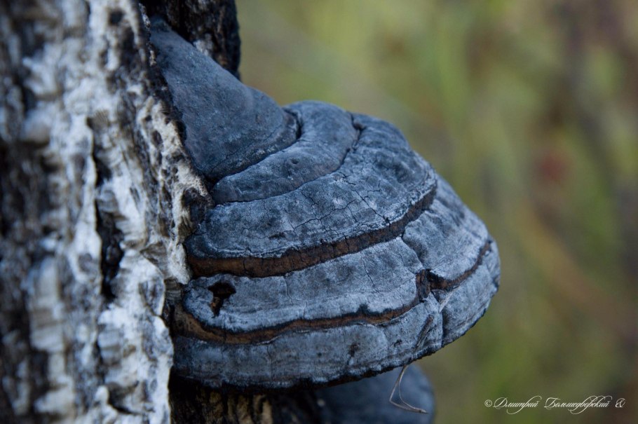 Валежный трутовик