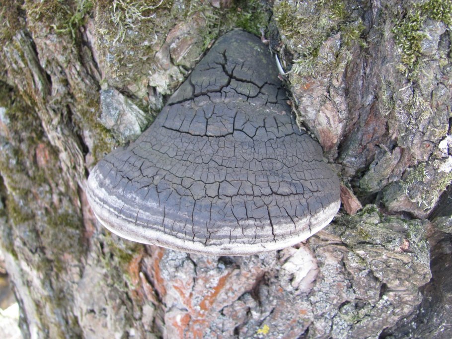 Inonotus dryophilus