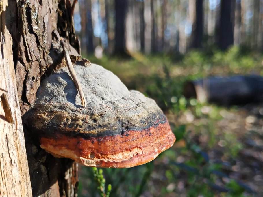 Гриб Панус уховидный съедобный