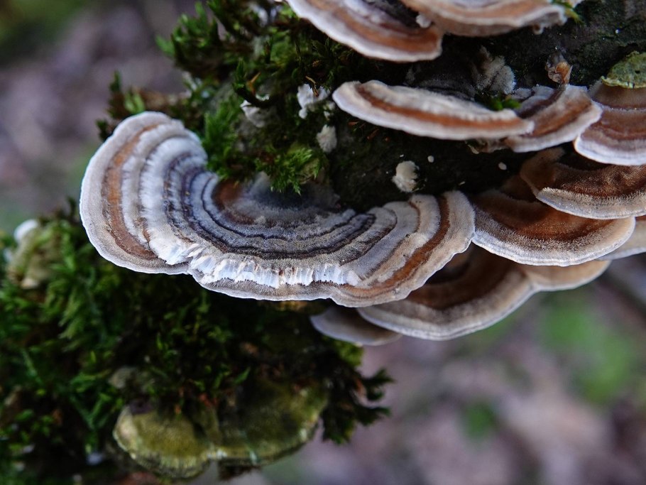 Трутовик обыкновенный fomes fomentarius