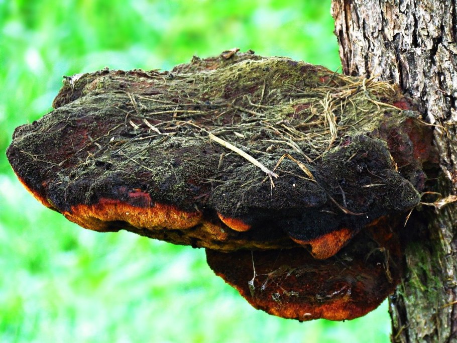 Trametes versicolor