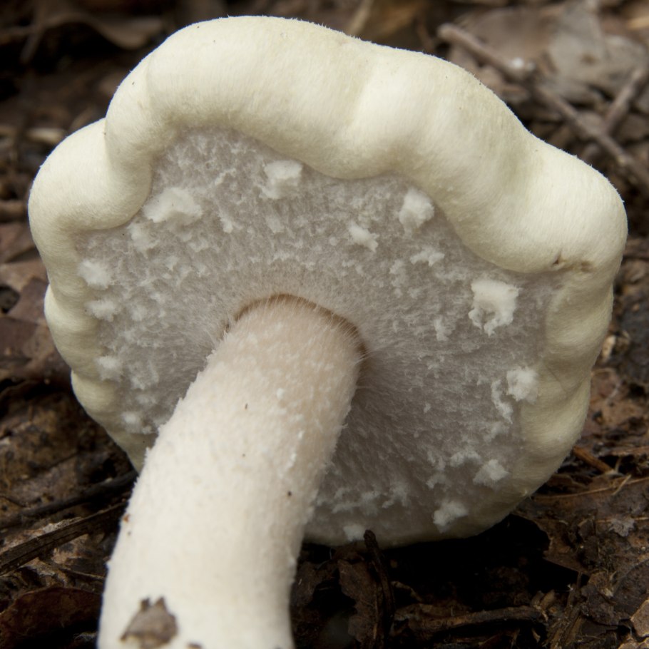 Agaricus silvaticus