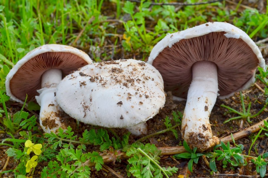 Agaricus californicus