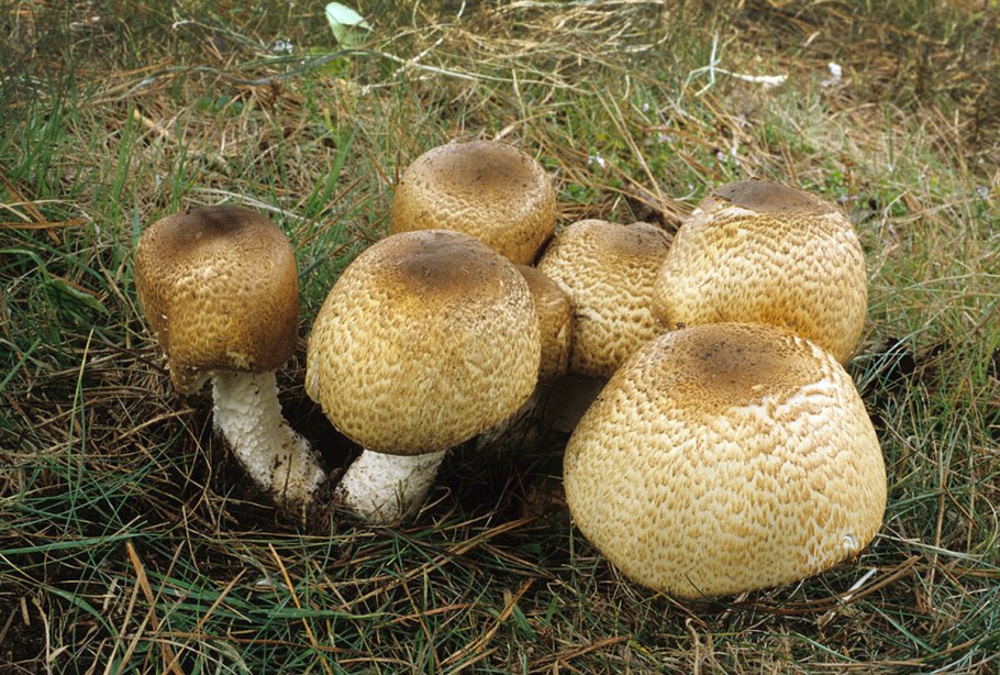 Гриб Agaricus Subrufescens