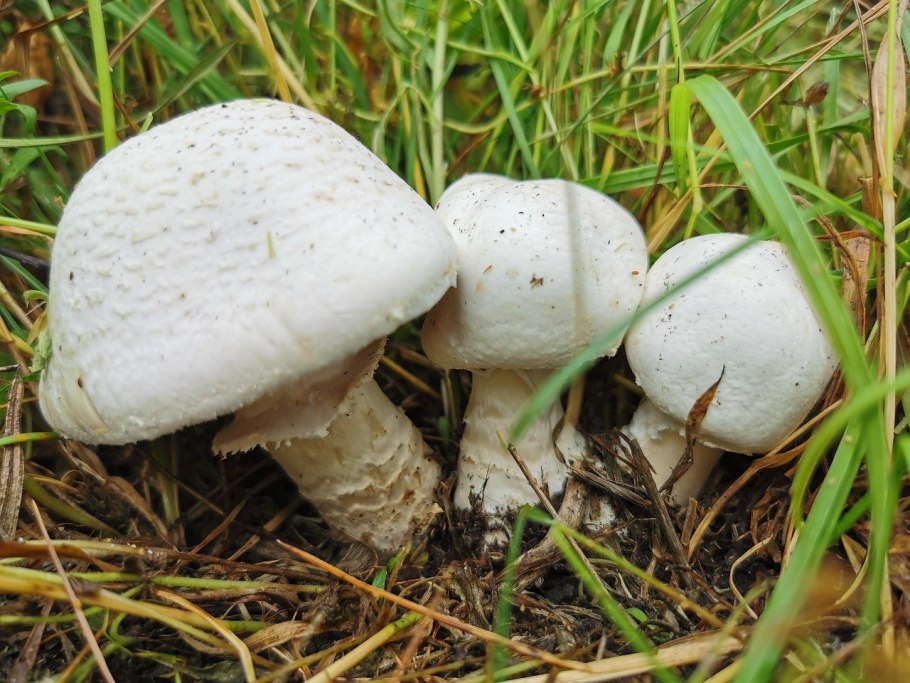 Macrolepiota procera гриб