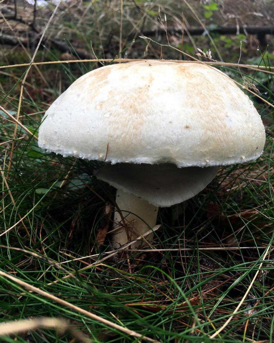 Шампиньон двуспоровый (Agaricus bisporus)