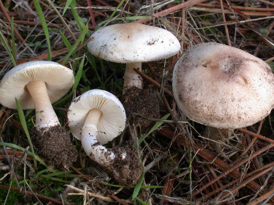 Шампиньон перелесковый Agaricus silvicola