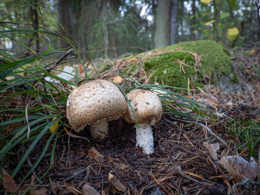 Шампиньон Эссета (Agaricus essettei)