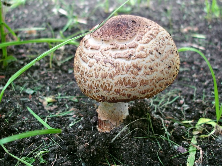 Шампиньон Луговой Agaricus Campestris