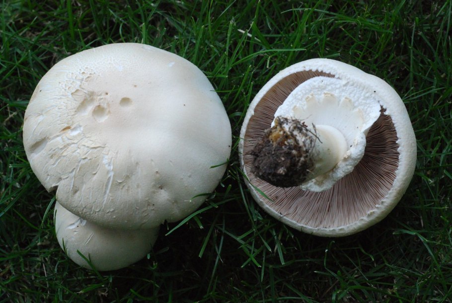 Зонтик пёстрый Macrolepiota procera