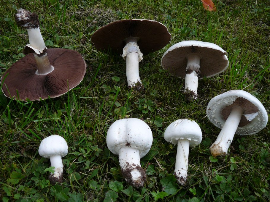 Справочник. Agaricus Campestris. Шампиньон обыкновенный