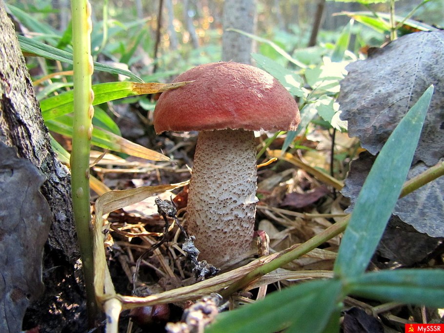 Красноголовик подберезовик