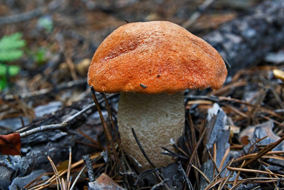 Leccinum scabrum Russian
