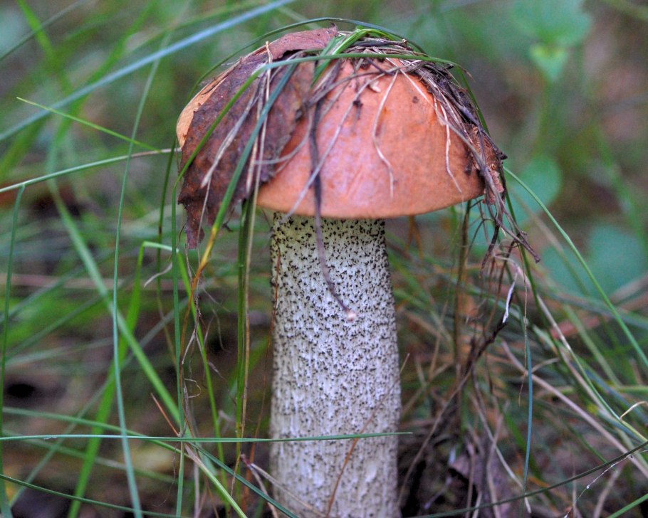 Подосиновик гриб