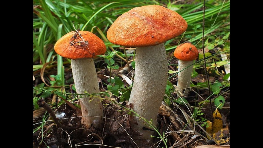 Подберезовик ложный подосиновик ложный