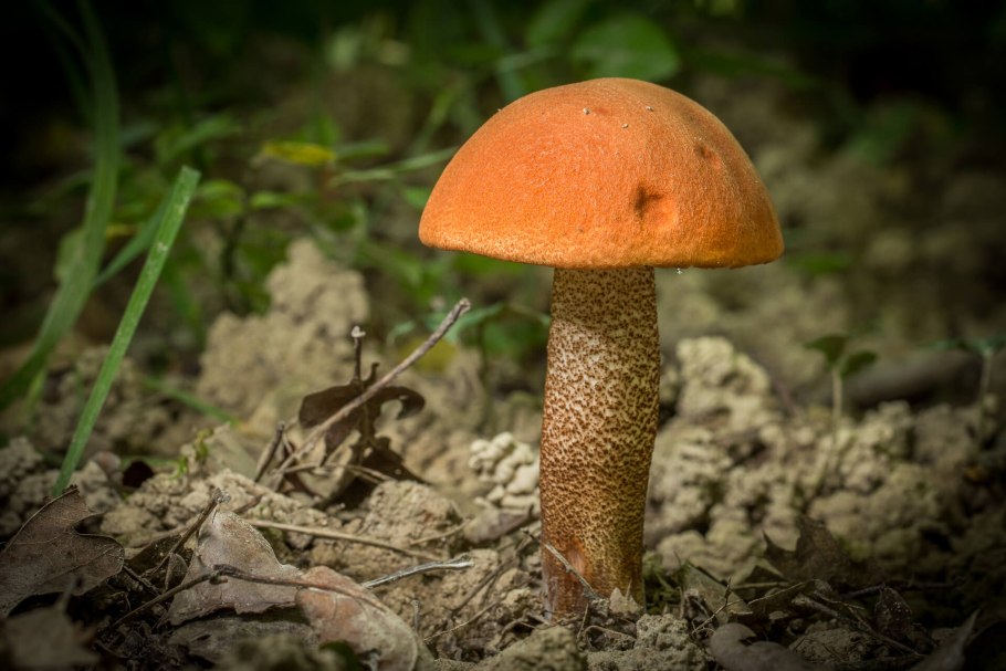 Красноголовик подберезовик