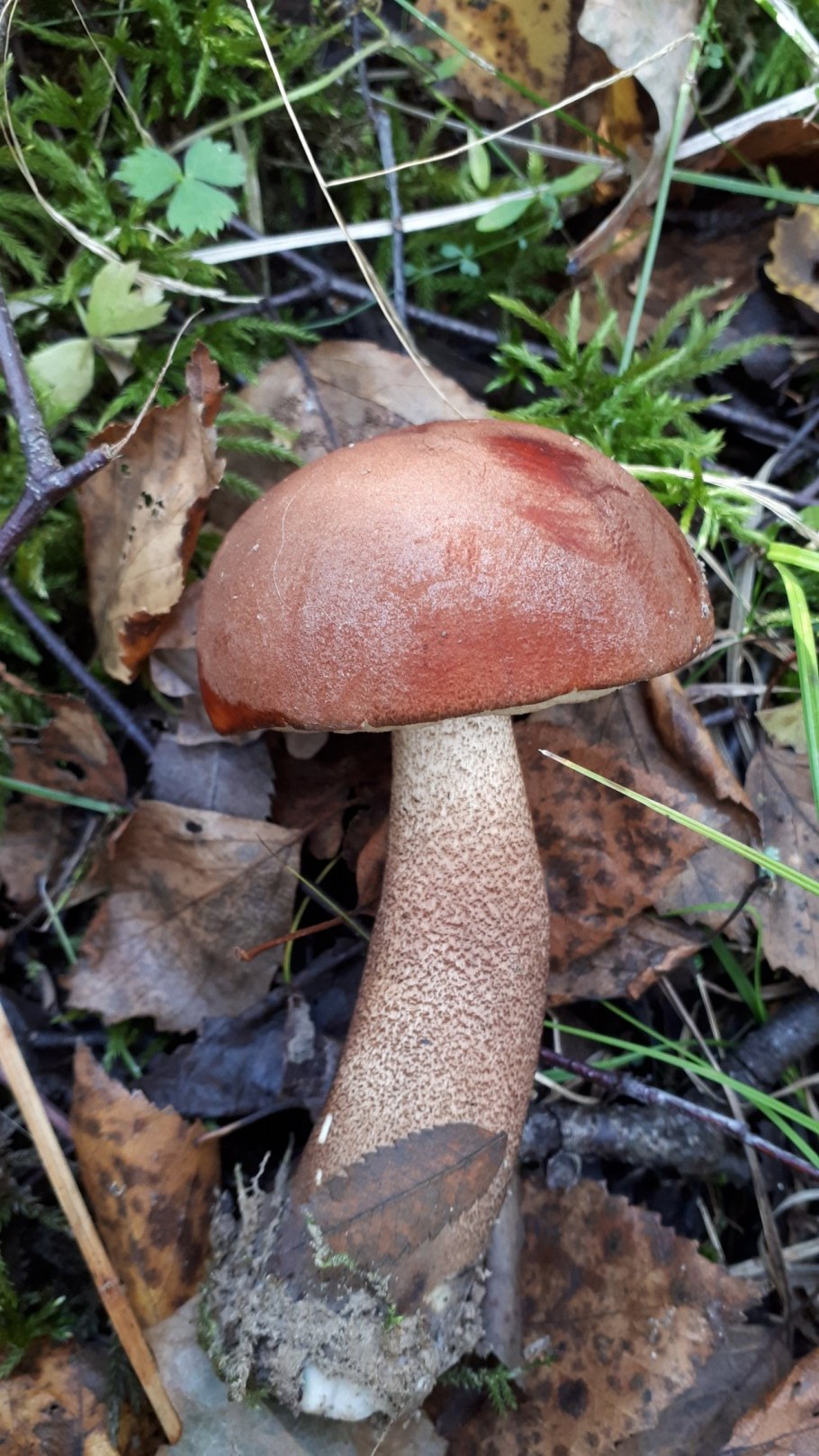 Подосиновик черночешуйчатый