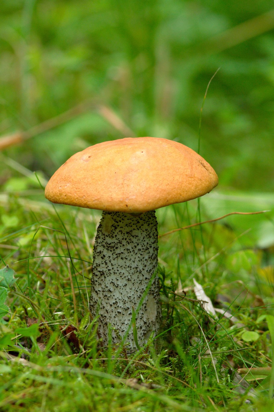 Подосиновик гриб