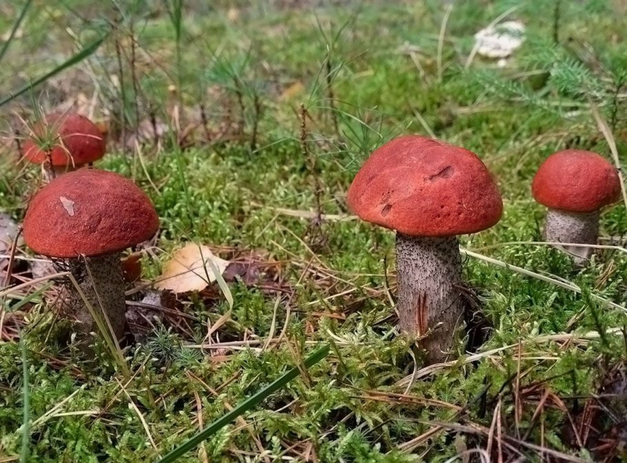 Гриб Осиновик