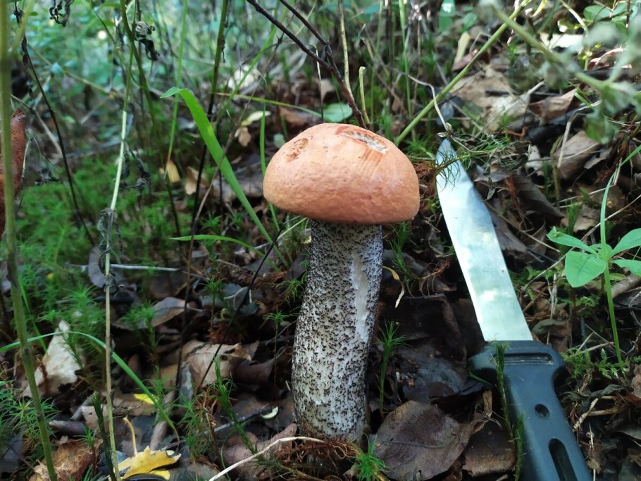 Подосиновик красный (Leccinum aurantiacum)