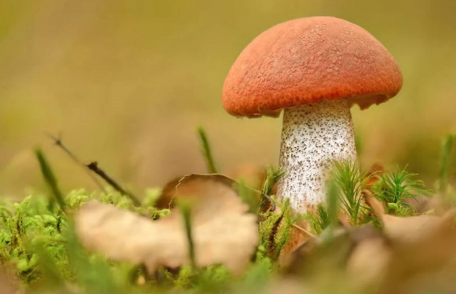 Подосиновик красный (Leccinum aurantiacum)