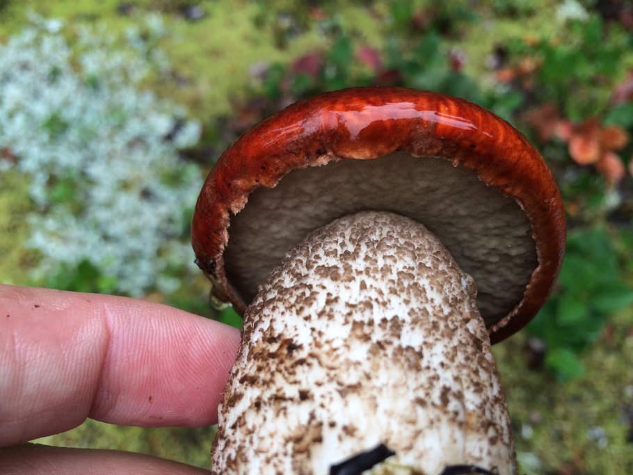 Ложный красноголовик