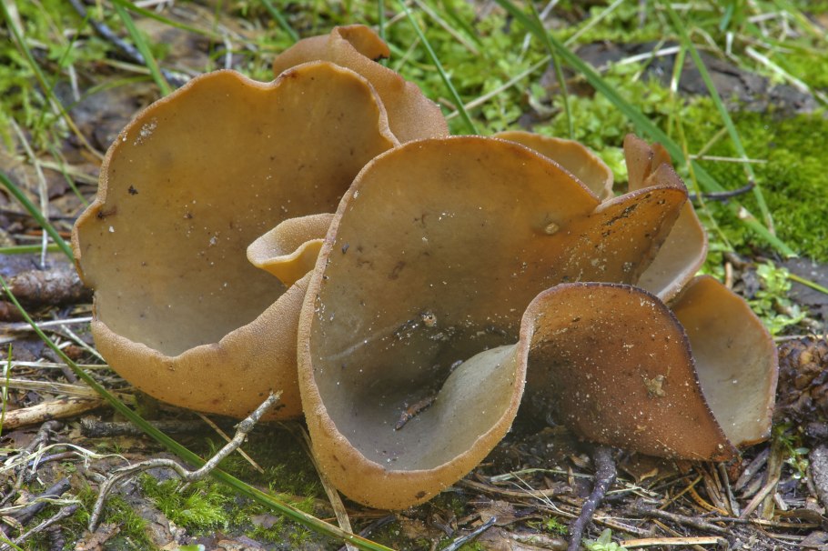Грибы пецица изменчивая съедобные