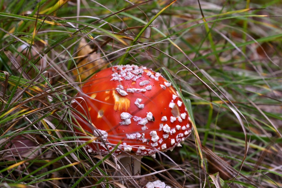 Мухомор весенний