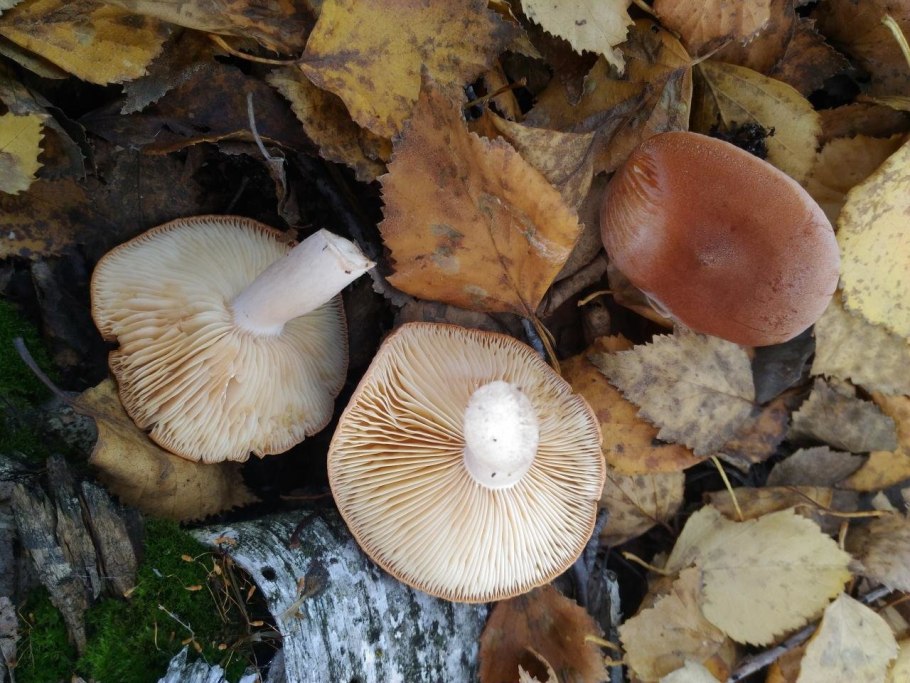 Lactarius Rufus