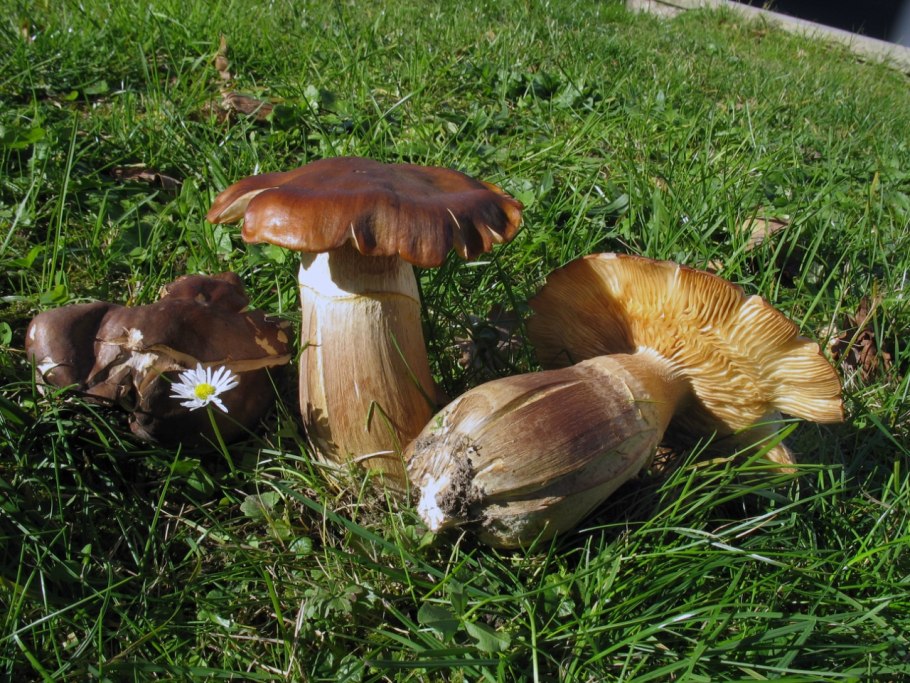 Опенок толстоногий Armillaria Gallica