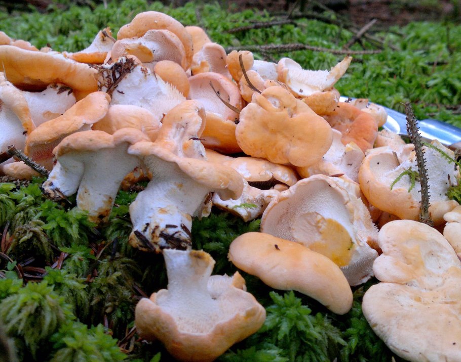 Ежовик жёлтый