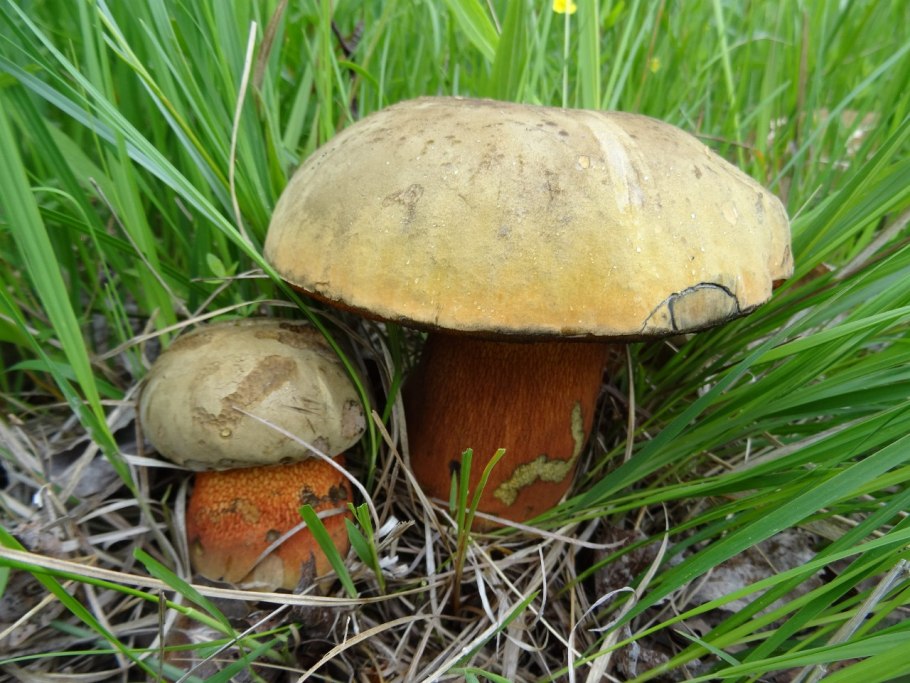Boletus luridus Дубовик обыкновенный