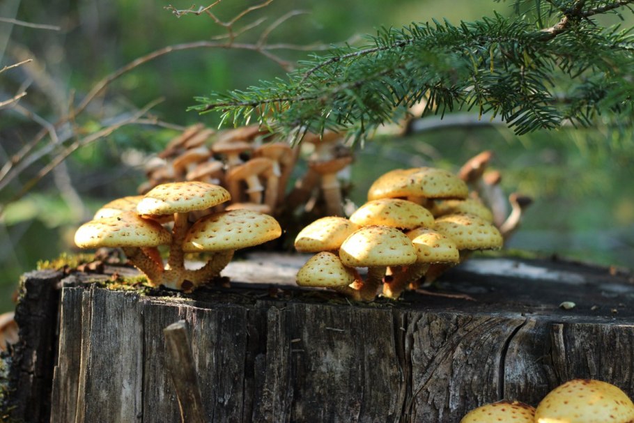 Опята на пеньке