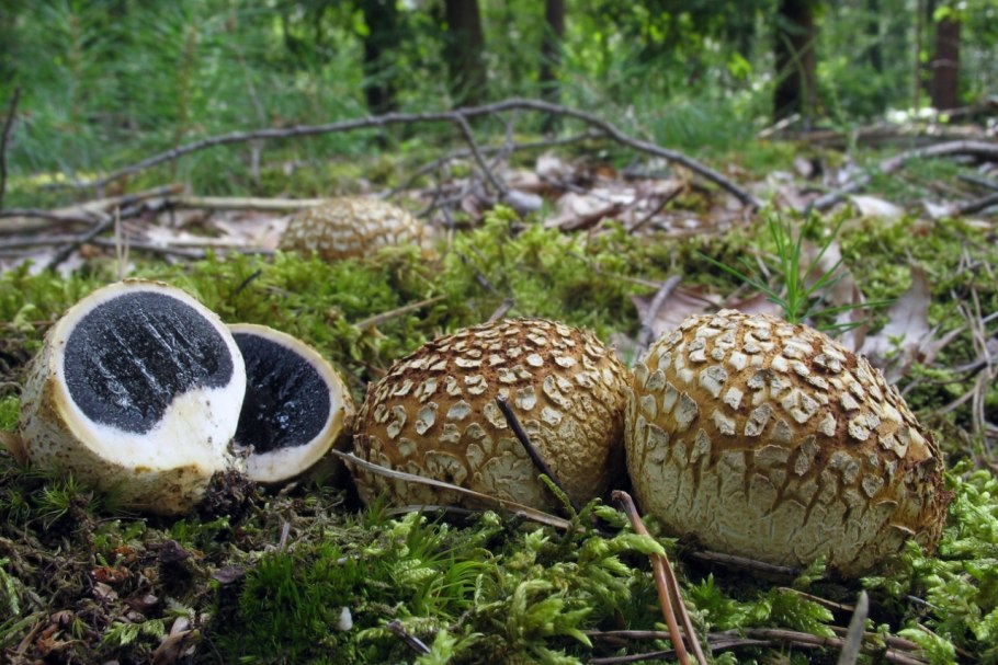 Scleroderma citrinum гриб