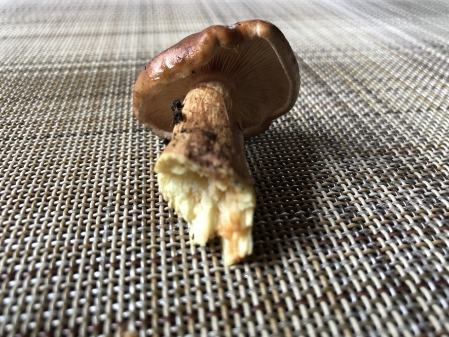 Грибы которые горчат