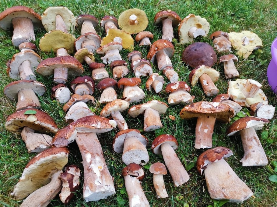 Грибы и грибники в Тульской области