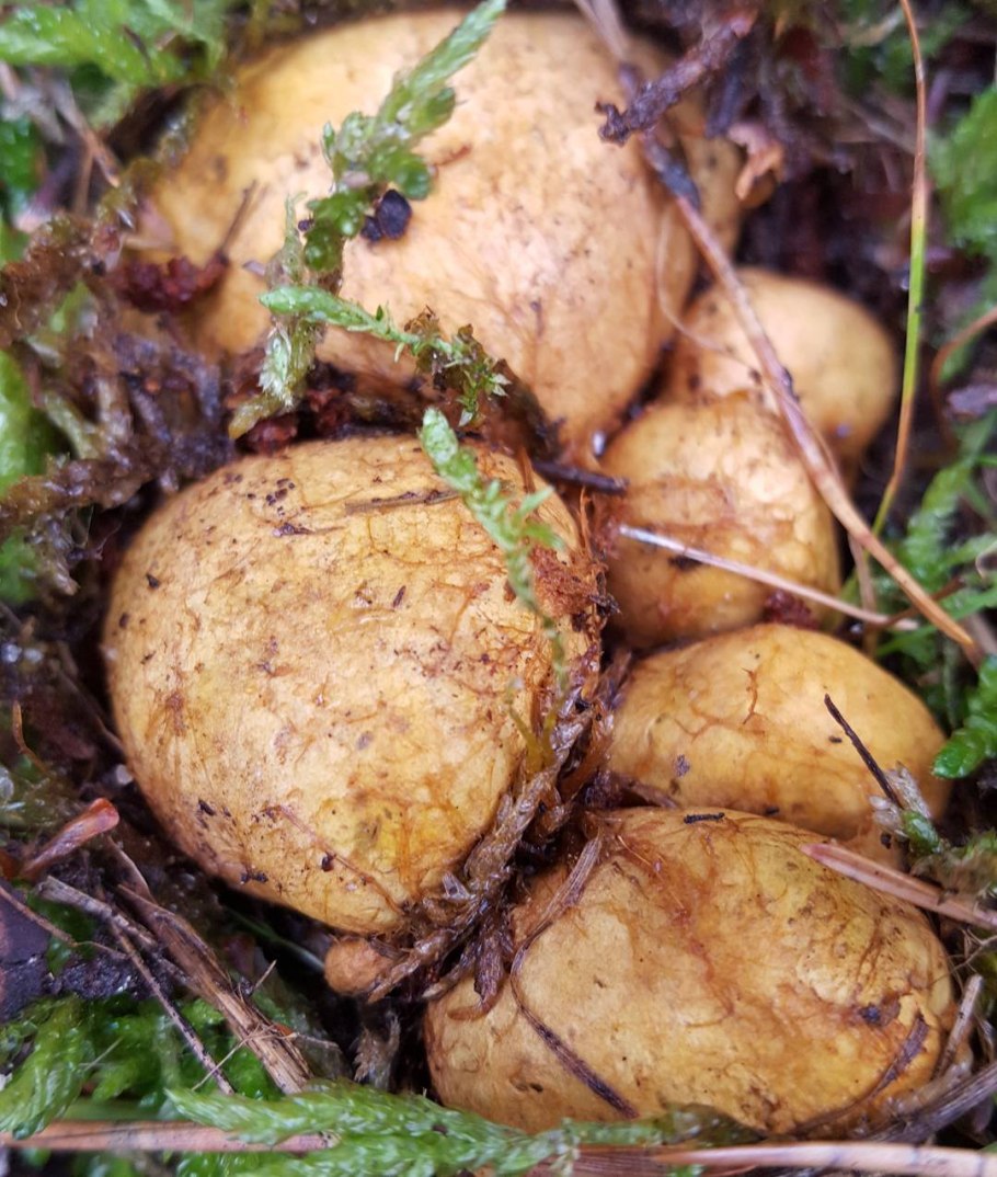 Ризопогон трюфель обыкновенный