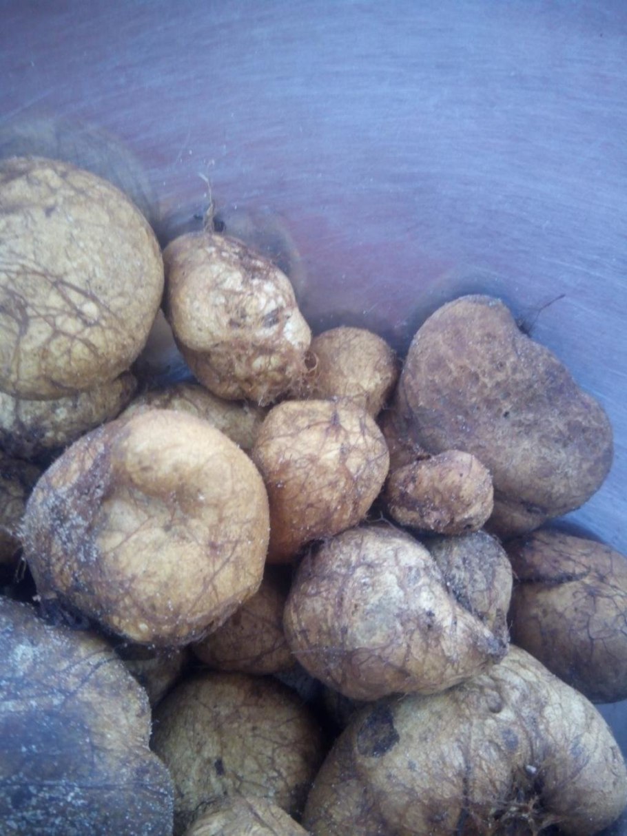 Ризопогон трюфель обыкновенный