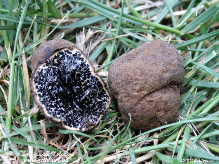 Ризопогон гриб