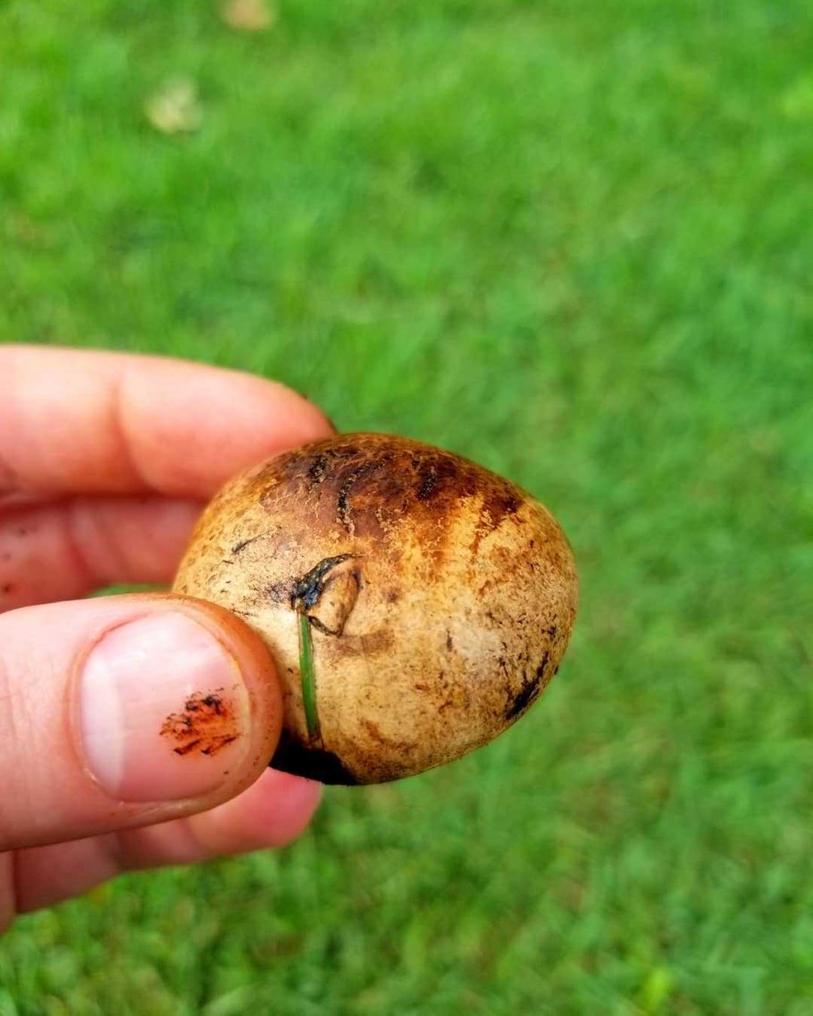 Гриб булочка съедобный