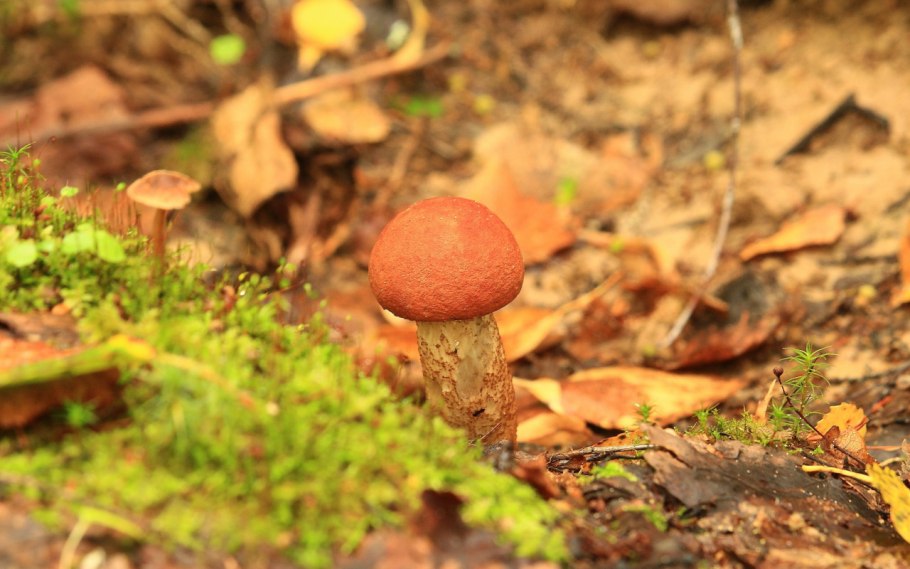 Гриб дождевик 2 метра