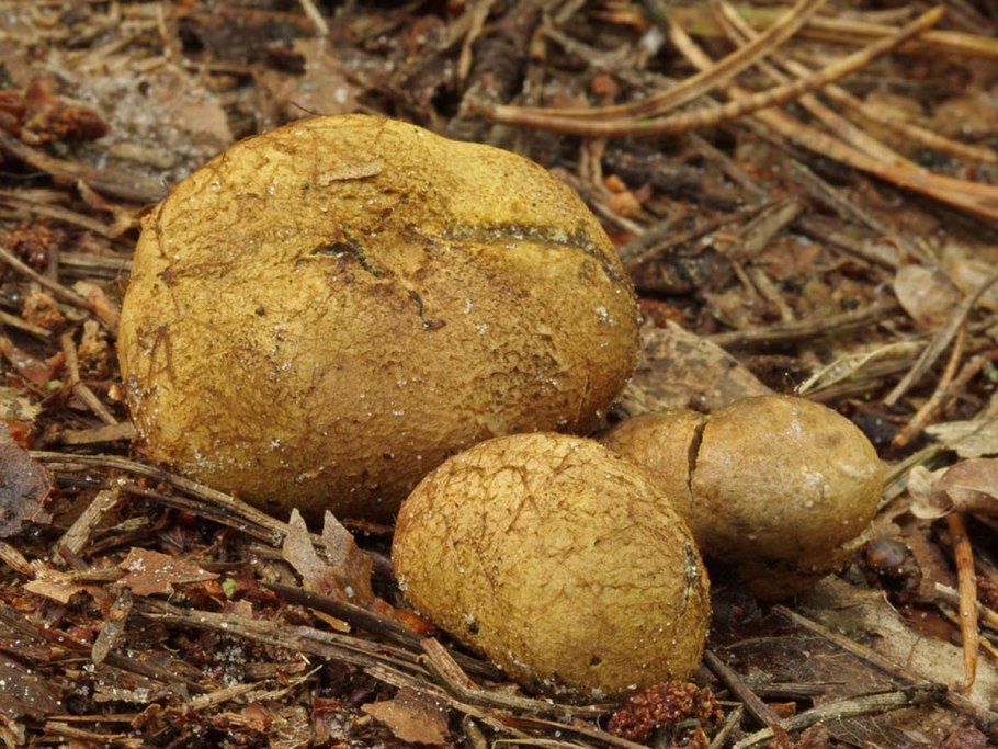 Ризопогон гриб