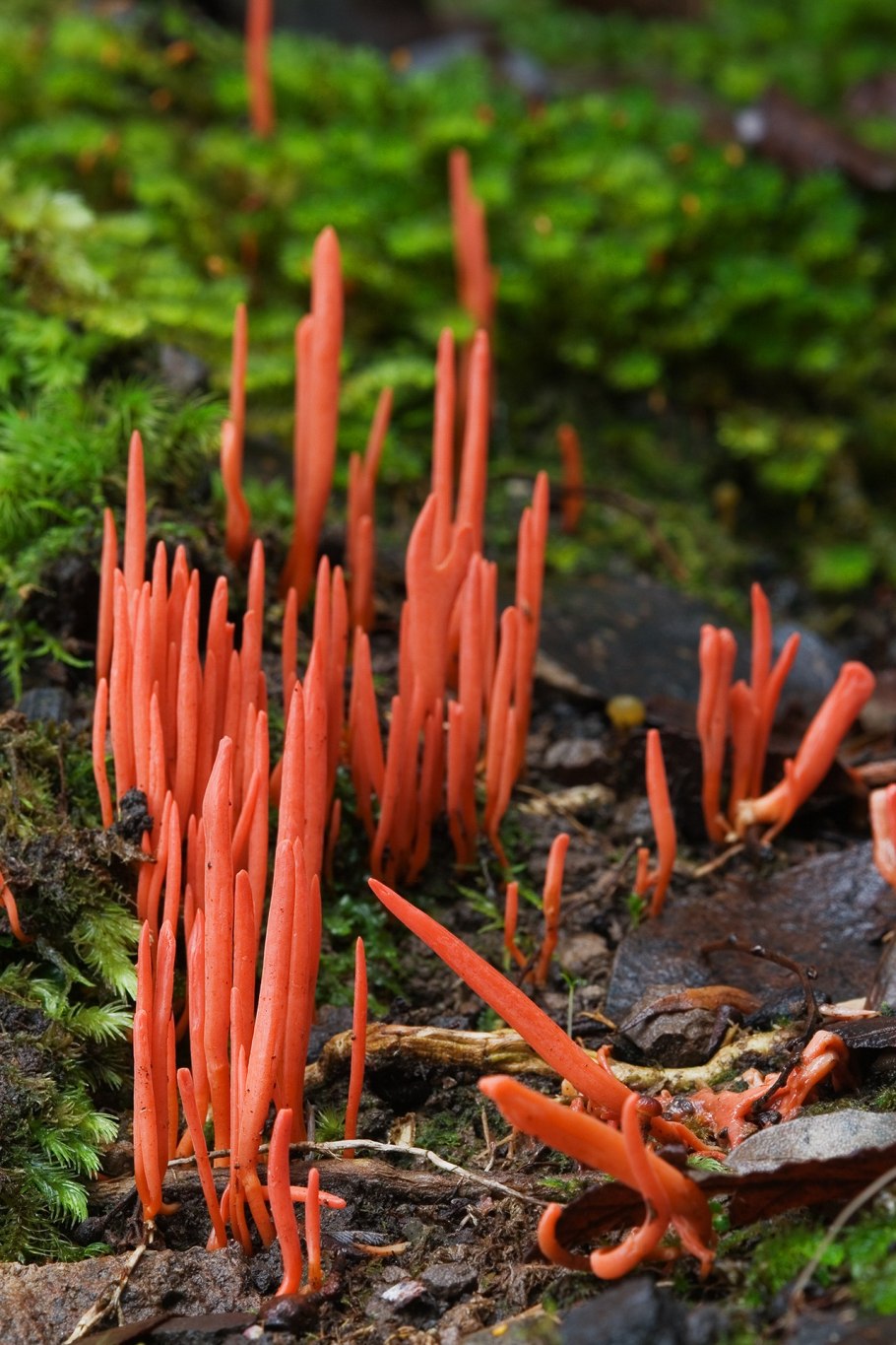 Ложнодождевик бородавчатый