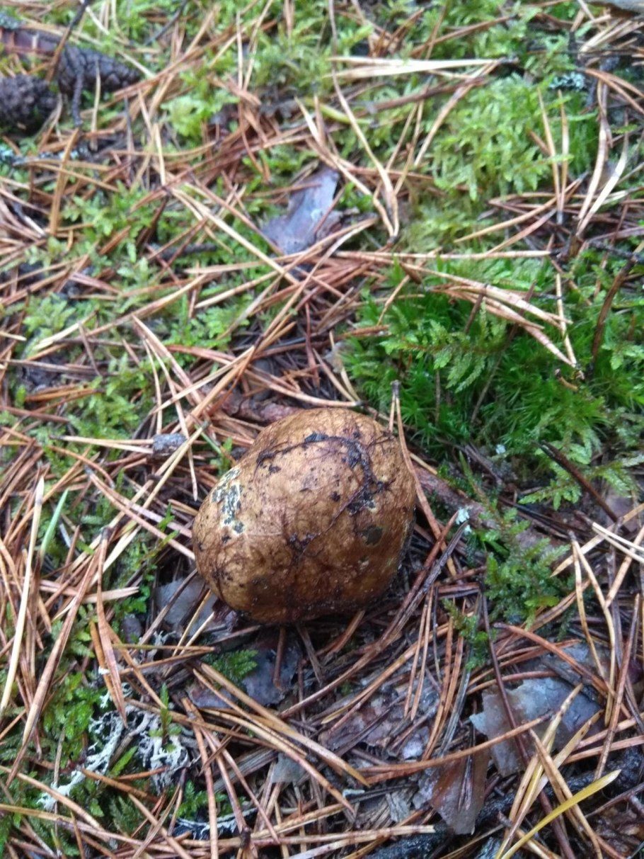 Гриб Корневец желтоватый